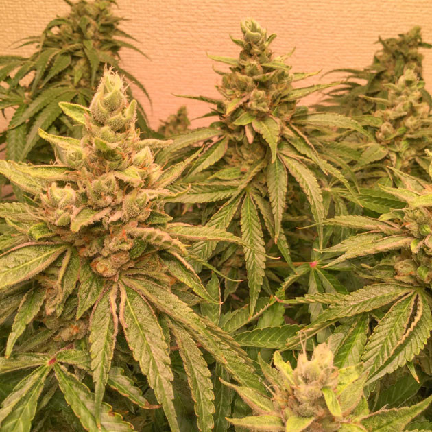 Последние дни перед сбором урожая