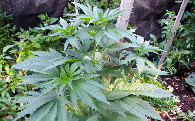 Куст ростом 70 см