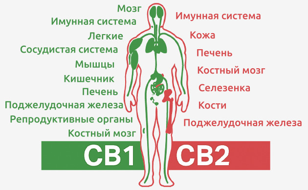 Влияние эндоканнабиноидов на человека Влияние CB1 и CB2