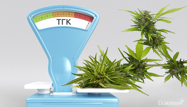 увеличить содержание ТГК в конопле