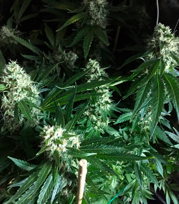 4 неделя цветения марихуаны LSD