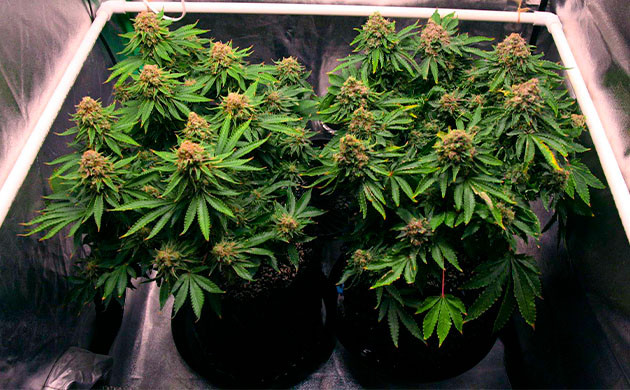 Кусты марихуаны с пожелтевшими краями листьев