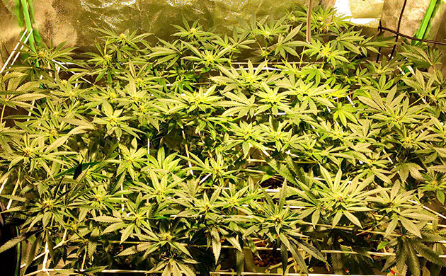 Неделя 10: беда с трипсами Борьба с паразитами