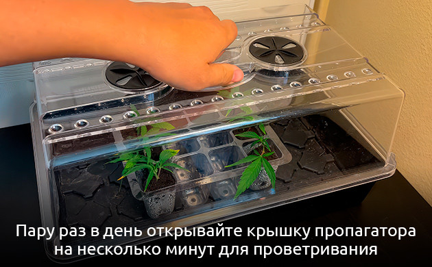 Проветривание черенков конопли во время корнеобразования