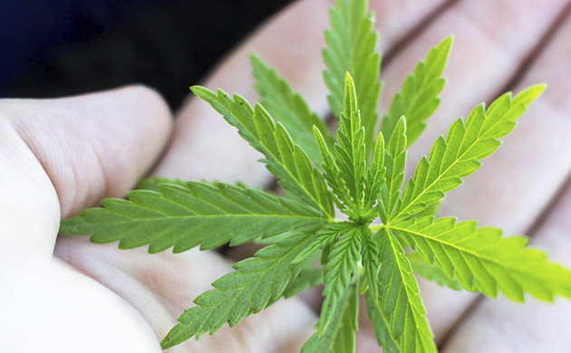 Росточек конопли