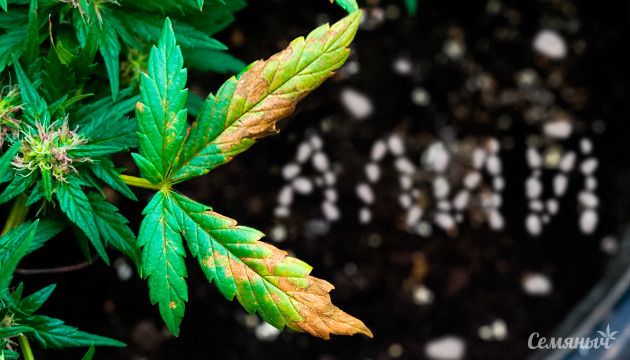 Дефицит калия у конопли Нехватка калия у конопли