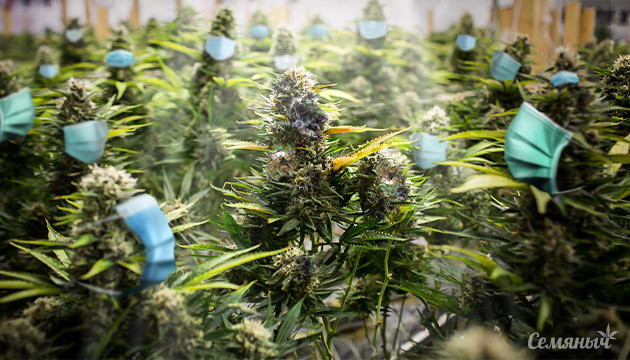 Канна-пандемия