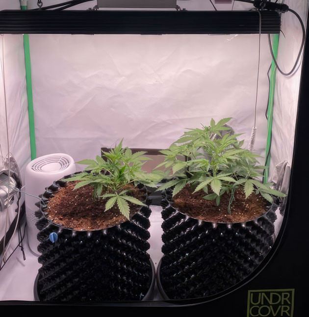 Кусты Apricot Auto от FastBuds на 3 неделе