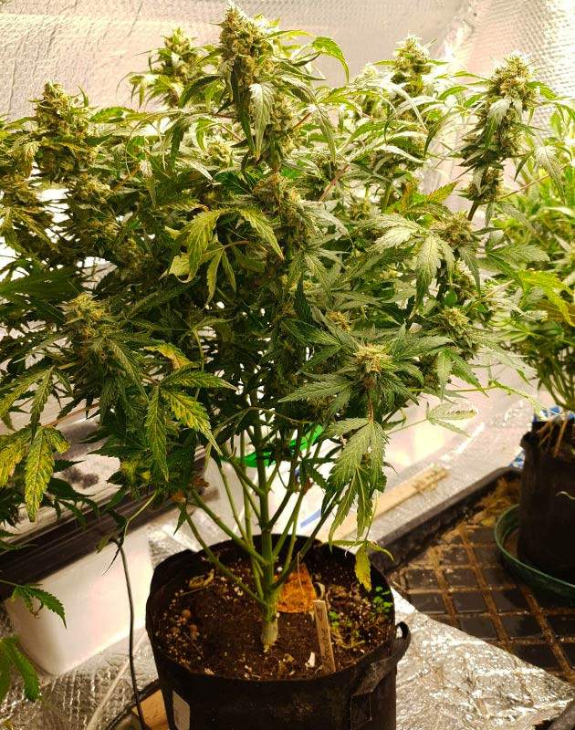 Цветение третьего куста Smoothie Auto Соцветия покрывающие ветви куста