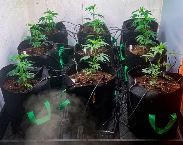 Саженцы Mimosa x Orange Punch