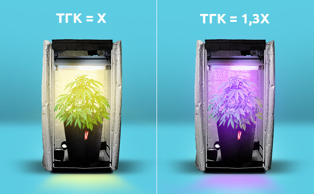 Гроубокс с обычным освещением и гроубокс с ультрафиолетовым освещением