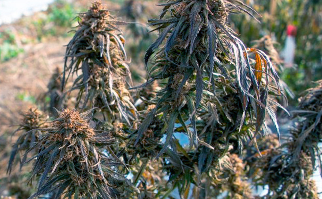 Помощь конопле после заморозков Конопля после заморозков