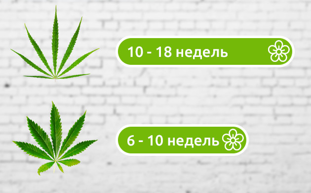 Количество недель цветения сативы и индики