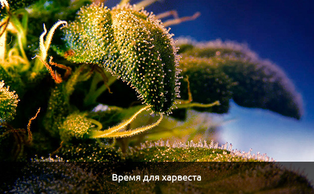 Коричневая конопля из-за старости