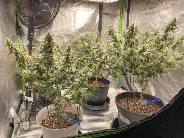 Blueberry Muffin: подготовка к сбору