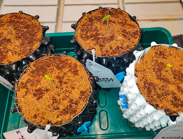 Проращивание семян конопли Biscotti Mintz