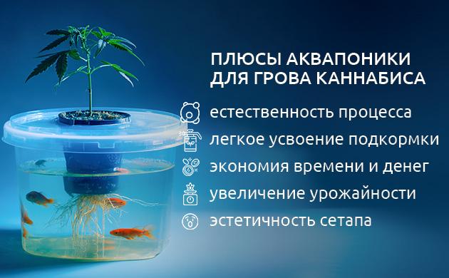 Преимущества аквапоники для выращивания марихуаны