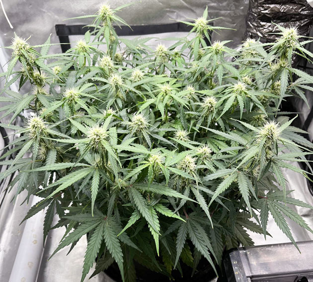 LST техника для Titan F1 Auto