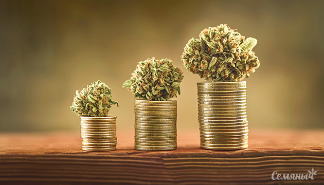 Экономное выращивание марихуаны в индоре и аутдоре