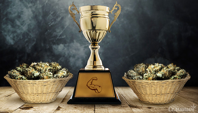 Самые сильные и урожайные сорта конопли