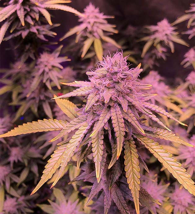 Blueberry Muffin: начало промывки