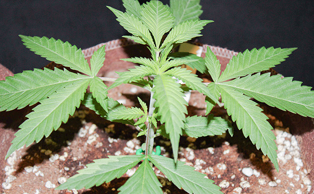 Shiskaberry дневник по выращиванию