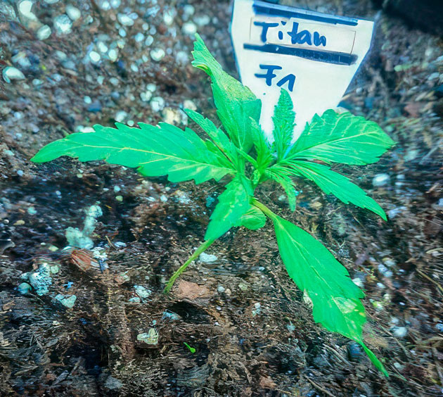 Titan F1 Auto на 3 неделе выращивания Titan F1 Auto ростом 10 см