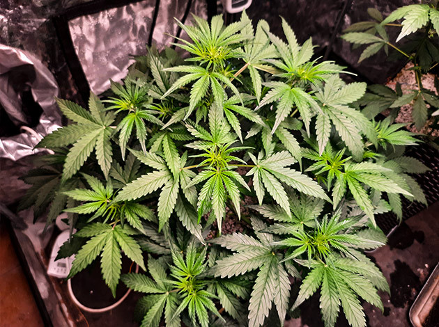 Куст Tashkenti Auto на 4 неделе выращивания