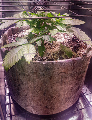 Установлена сетка ScrOG Куст ростом 19 см