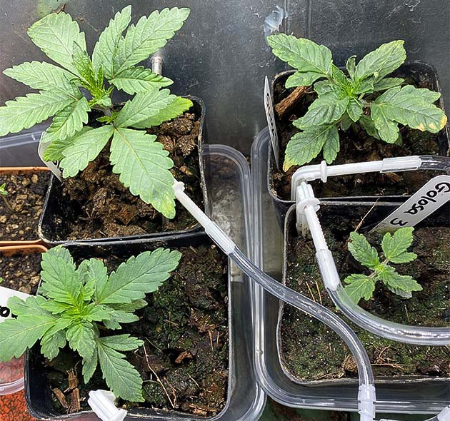 Гроурепорт сорта конопли Golosa