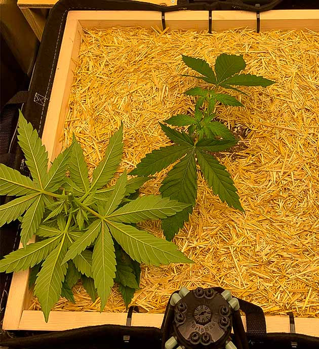 Куст Gorilla Glue #4 от Blimburn Seeds на 4 неделе