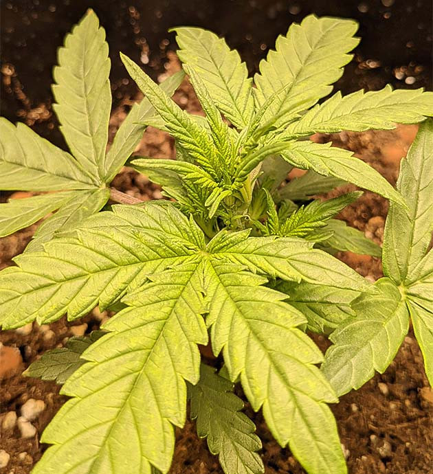 Применение аквапота Кусты на 4 неделе выращивания