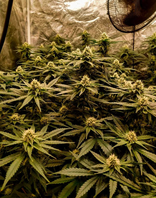 Цветущие кусты Gelato от Семяныча