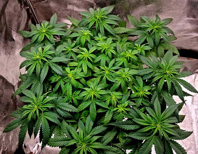 Пятая неделя: подготовка к цветению Bruce Banner Auto Bruce Banner Auto: начало цветения