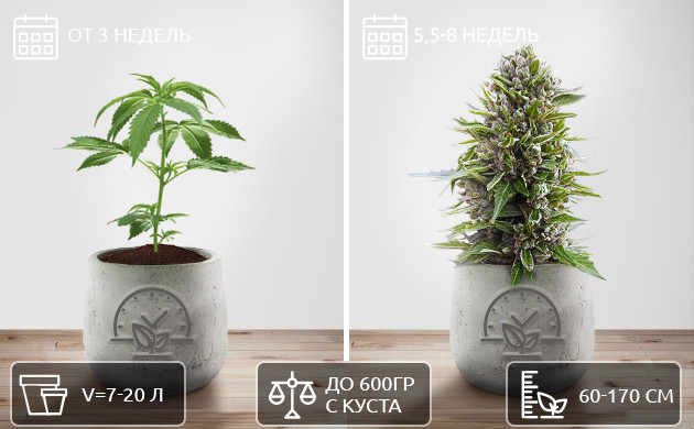 Цикл жизни фотопериодных сортов конопли