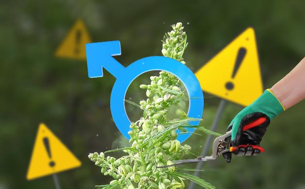 Мужские особи и гермафродиты