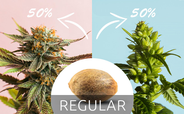 Процентное соотношение пола регулярных семян 50/50