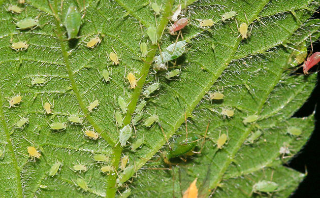 Тля на нижней части листа конопли