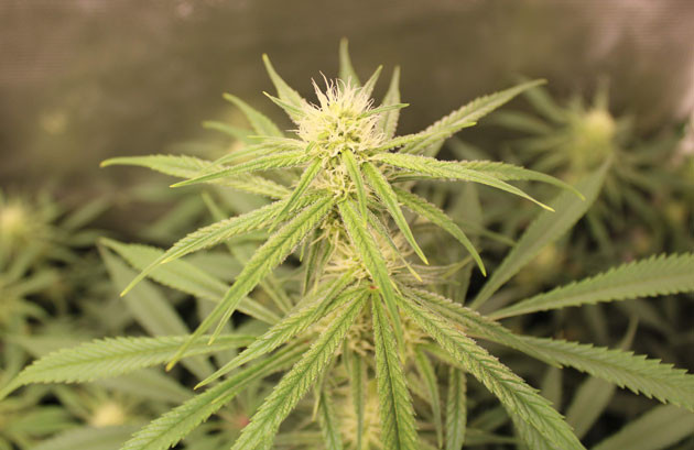 Развитие шишек куста конопли