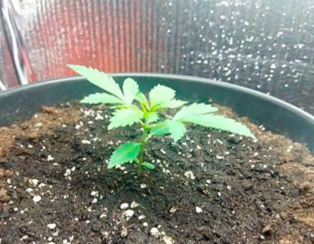 Растишка Auto Tutankhamon от сидбанка Pyramid Seeds на 2 неделе