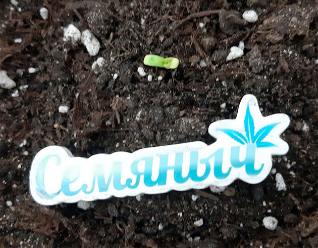 Гроурепорт сорта Glue Sherbet