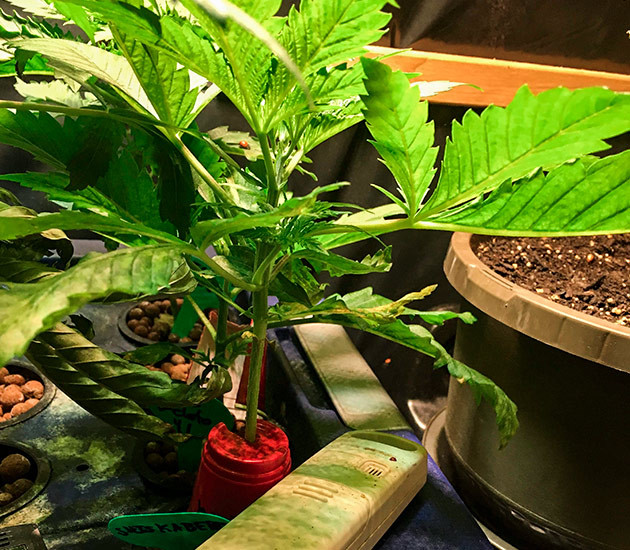 Shiskaberry на четвертой неделе