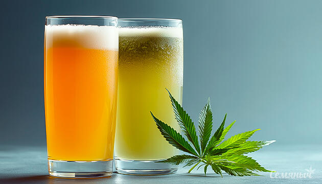 Как каннабис меняет вкус и аромат привычного пива Конопляное пиво и его необычный вкус