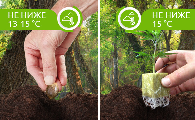 Температура не ниже 13-15°C для высадки каннабиса