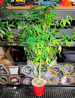 Гроурепорт сорта DDoS #33 Растение DDoS #33