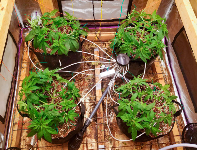 4 куста конопли в гроубоксе