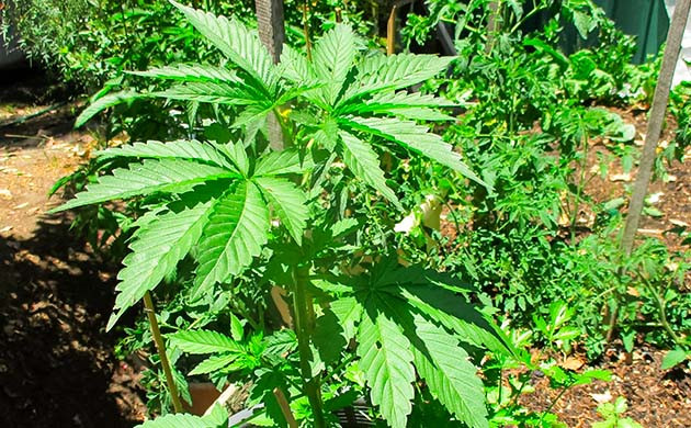 Стимуляция роста куста Pineapple Chunk