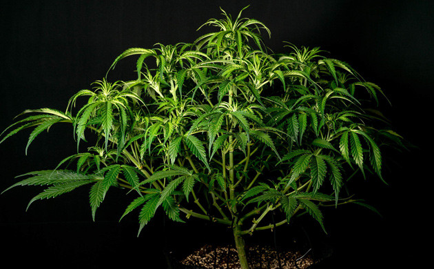 Куст Lemon AK хорошо растет и выглядит абсолютно здоровым Развитие Lemon AK на 7 неделе грова