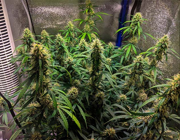 Куст конопли с развивающимися соцветиями