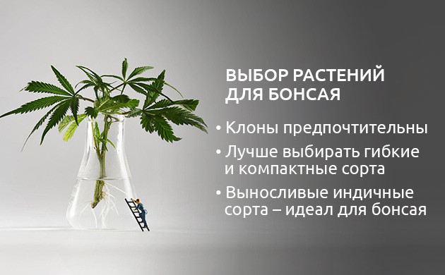 Выбор клона для бонсай